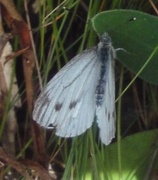 Liten kålsommerfugl (Pieris rapae)