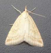 Pale Straw Pearl (Udea lutealis)