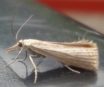 Blek nebbmott (Agriphila straminella)