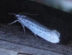 Heggspinnmøll (Yponomeuta evonymella)