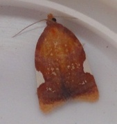 Rød flatvikler (Acleris holmiana)