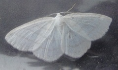 Common White Wave (Cabera pusaria)