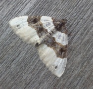 Purple Bar (Cosmorhoe ocellata)