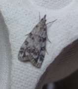Little Grey (Eudonia lacustrata)