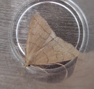 Gråbrunt viftefly (Herminia tarsipennalis)