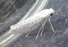 Bird-cherry Ermine (Yponomeuta evonymella)
