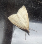 Pale Straw Pearl (Udea lutealis)