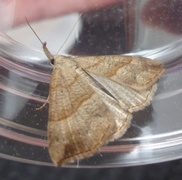 Snout (Hypena proboscidalis)