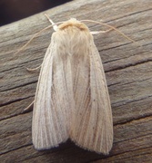 Halmgult gressfly (Mythimna pallens)