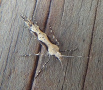 Rhigognostis annulatella