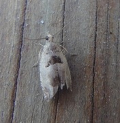 Small Birch Bell (Epinotia ramella)