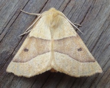 Bølgemåler (Crocallis elinguaria)