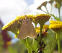 Blek engmott (Udea lutealis)