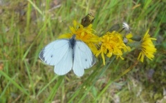 Liten kålsommerfugl (Pieris rapae)