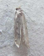Brown House Moth (Hofmannophila pseudospretella)