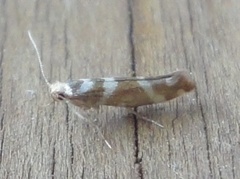 Oreblomstmøll (Argyresthia goedartella)