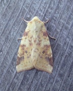 The Sallow (Xanthia icteritia)