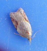 Buskflatvikler (Acleris laterana)