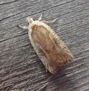 Dark-fringed Flat-body (Agonopterix nervosa)