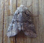 Rotstrekvierfly (Brachylomia viminalis)