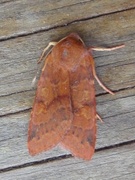 Flounced Chestnut (Agrochola helvola)