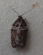 Seljeflatvikler (Acleris hastiana)