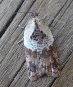 Marmorflatvikler (Acleris variegana)