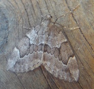 Juniper Carpet (Thera juniperata)