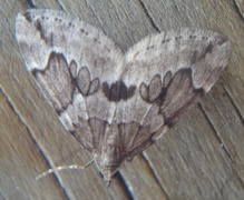 Juniper Carpet (Thera juniperata)