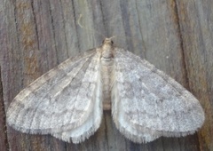 Northern Winter Moth (Operophtera fagata)