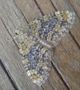 Yellow-barred Brindle (Acasis viretata)
