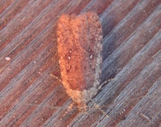 Common Flat-body (Agonopterix heracliana)