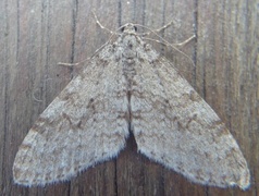 Early Tooth-striped (Trichopteryx carpinata)
