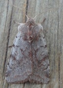 Red Chestnut (Cerastis rubricosa)