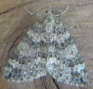 Autumn Green Carpet (Chloroclysta miata)