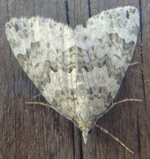 Autumn Green Carpet (Chloroclysta miata)