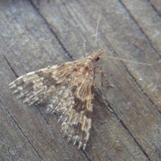 Many-plumed Moth (Alucita hexadactyla)