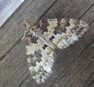 Broken-barred Carpet (Electrophaes corylata)