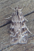 Common Grey (Scoparia ambigualis)