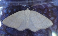 Common Wave (Cabera exanthemata)