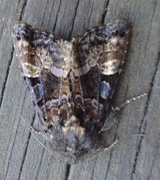 Small Angle Shades (Euplexia lucipara)