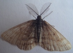 Lyngmåler (Ematurga atomaria)