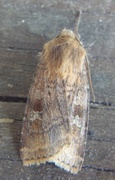 Small Square-spot (Diarsia rubi)