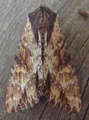 Kileengfly (Apamea crenata)