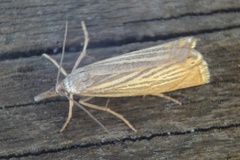 Garden Grass-veneer (Chrysoteuchia culmella)