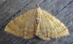 Yellow Shell (Camptogramma bilineata)