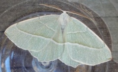 Light Emerald (Campaea margaritaria)