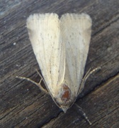 Small Dotted Buff (Photedes minima)
