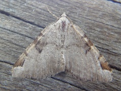 The V-Moth (Macaria wauaria)