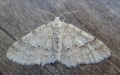 Welsh Wave (Venusia cambrica)